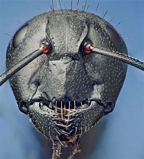 ant face in microscope|Iba pa.